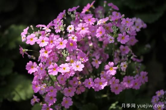 中國本土40個花卉品種介紹，我國是世界花園之母(圖15)