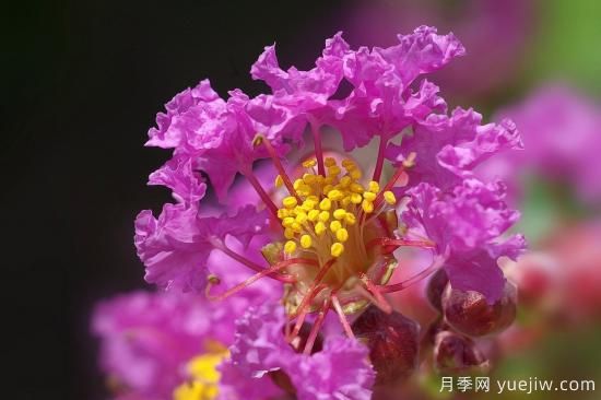 中國本土40個花卉品種介紹，我國是世界花園之母(圖14)