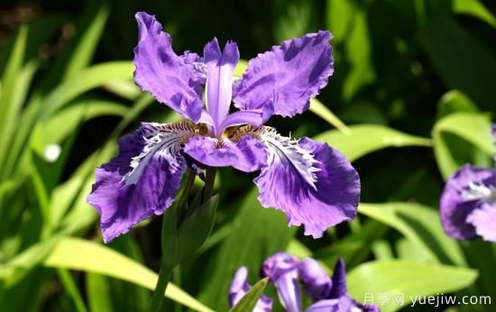 中國本土40個花卉品種介紹，我國是世界花園之母(圖16)