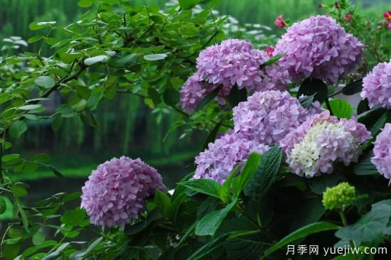 中國本土40個花卉品種介紹，我國是世界花園之母(圖17)