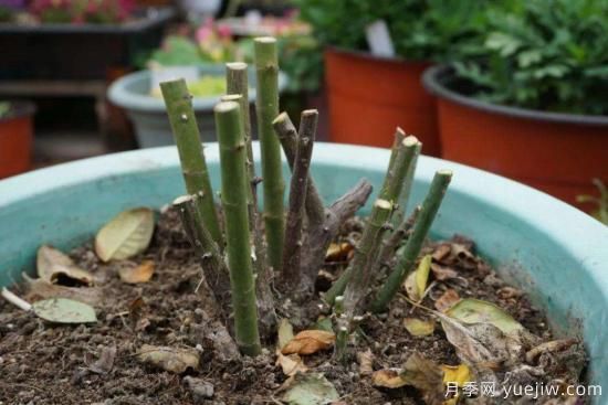 月季修剪很重要，學(xué)會修剪開花爆盆(圖1)