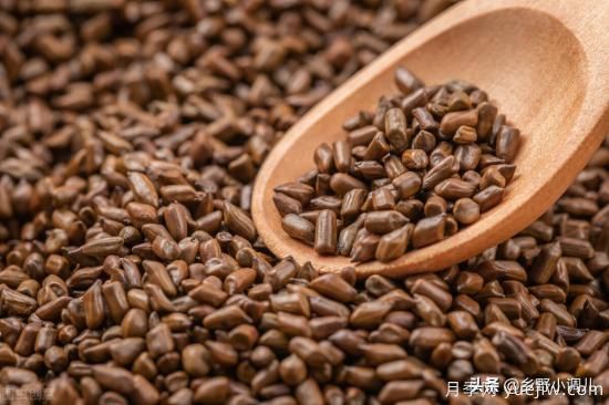 種植哪些藥材前景好？3種中藥材用途廣收益高前景好(圖1)