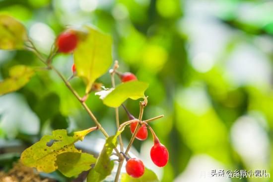 種植哪些藥材前景好？3種中藥材用途廣收益高前景好(圖2)