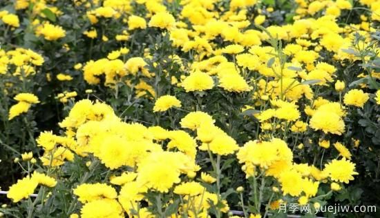 農(nóng)民種植菊花，既能欣賞也能致富發(fā)家(圖3)