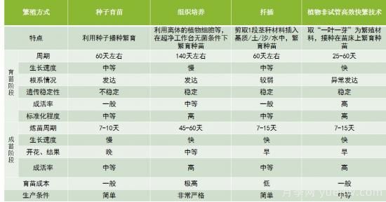 中華紅葉楊，世界唯一的高大喬木彩色速生樹種(圖3)