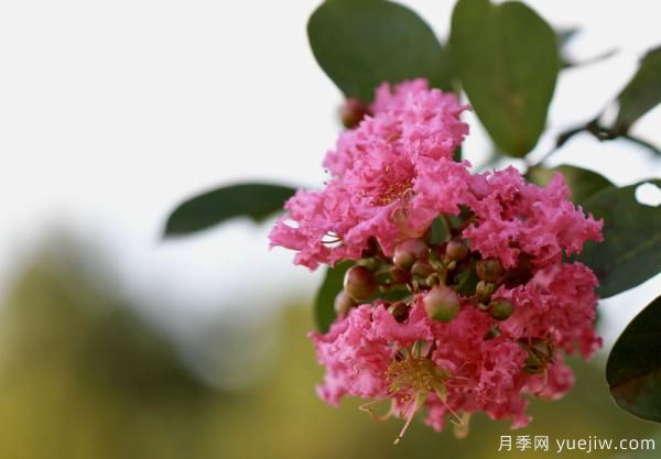 誰說花無百日紅？紫薇就是與眾不同(圖1)