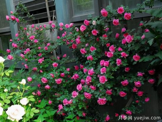 適合庭院的6個(gè)藤本月季，以及移栽時(shí)間和牽引辦法(圖3)