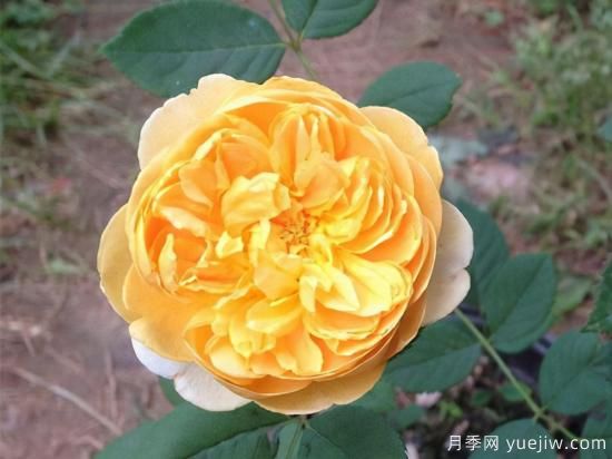 適合庭院的6個(gè)藤本月季，以及移栽時(shí)間和牽引辦法(圖5)