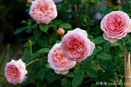 適合庭院的6個(gè)藤本月季，以及移栽時(shí)間和牽引辦法(圖8)