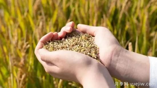 河南糧食倉容量位居全國**！出臺儲備糧管理辦法保障糧食安全(圖1)
