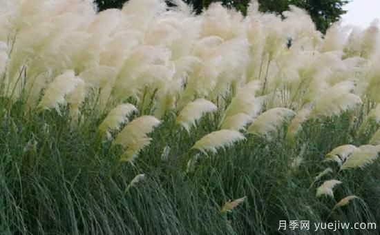 花有花鏡，草有草境！這么美的觀賞草你了解多少(圖2)