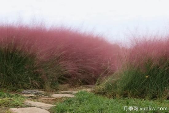 花有花鏡，草有草境！這么美的觀賞草你了解多少(圖4)