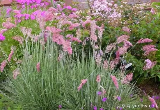 花有花鏡，草有草境！這么美的觀賞草你了解多少(圖7)
