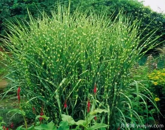 花有花鏡，草有草境！這么美的觀賞草你了解多少(圖9)