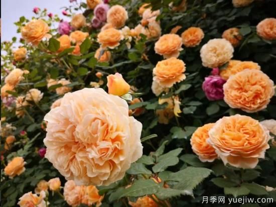藤本月季12月可以開始牽引嗎？不同地區(qū)差異大！(圖1)