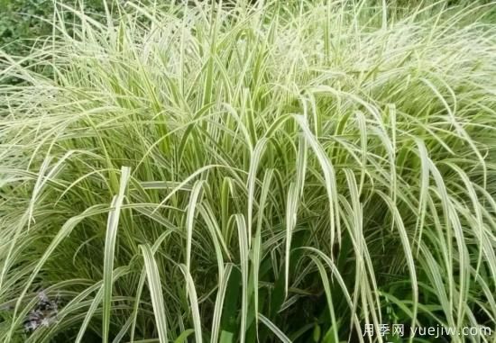 花有花鏡，草有草境！這么美的觀賞草你了解多少(圖10)
