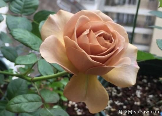 拿鐵咖啡、加百列、糖果雪山、銅管樂隊等月季值得入手嗎？(圖1)