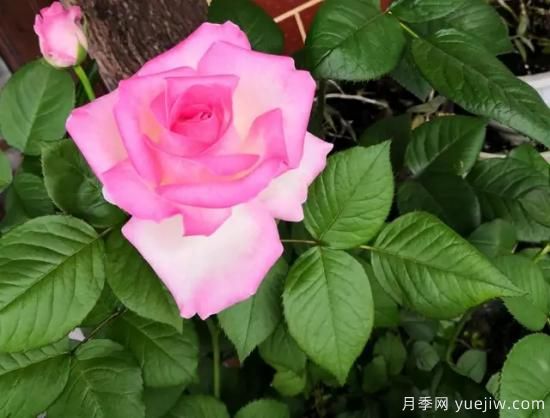 拿鐵咖啡、加百列、糖果雪山、銅管樂隊等月季值得入手嗎？(圖3)