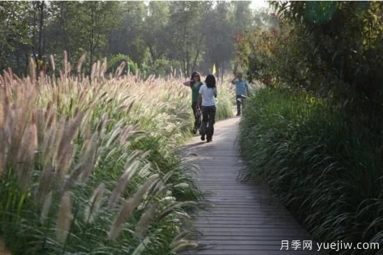 花有花鏡，草有草境！這么美的觀賞草你了解多少(圖18)
