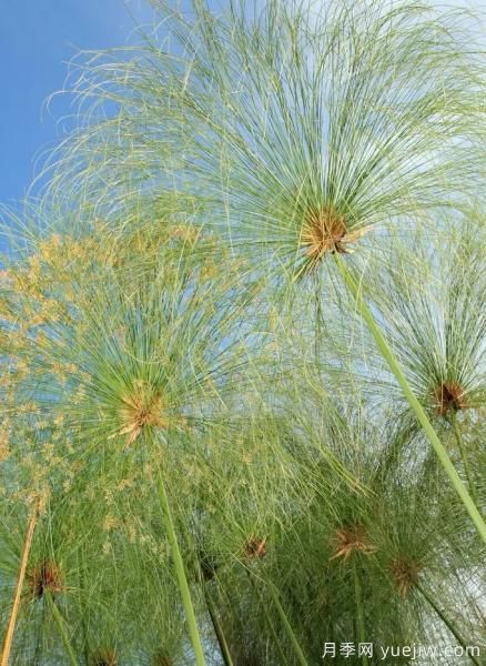 花有花鏡，草有草境！這么美的觀賞草你了解多少(圖17)