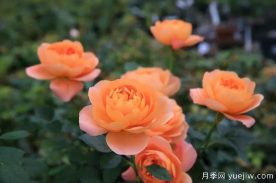 推薦適合陽(yáng)臺(tái)的11種月季，漂亮好養(yǎng)四季開(kāi)花(圖1)
