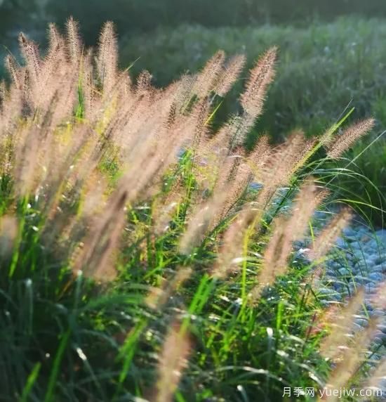 花有花鏡，草有草境！這么美的觀賞草你了解多少(圖19)