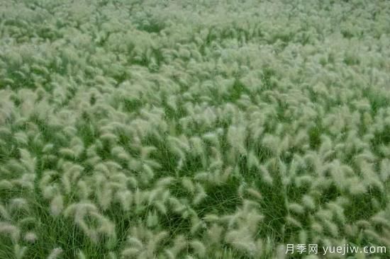 花有花鏡，草有草境！這么美的觀賞草你了解多少(圖20)