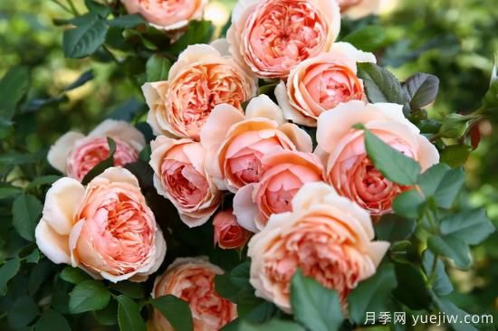 推薦適合陽(yáng)臺(tái)的11種月季，漂亮好養(yǎng)四季開(kāi)花(圖2)