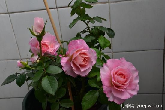 推薦適合陽(yáng)臺(tái)的11種月季，漂亮好養(yǎng)四季開(kāi)花(圖3)