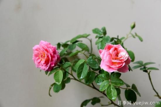 推薦適合陽(yáng)臺(tái)的11種月季，漂亮好養(yǎng)四季開(kāi)花(圖4)