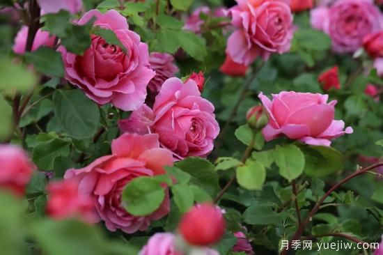 推薦適合陽(yáng)臺(tái)的11種月季，漂亮好養(yǎng)四季開(kāi)花(圖5)