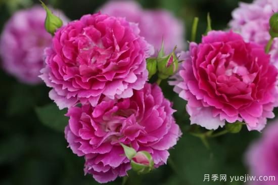 推薦適合陽(yáng)臺(tái)的11種月季，漂亮好養(yǎng)四季開(kāi)花(圖6)