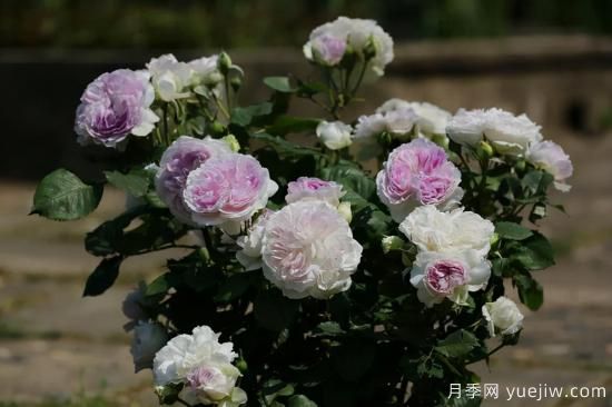 推薦適合陽(yáng)臺(tái)的11種月季，漂亮好養(yǎng)四季開(kāi)花(圖8)