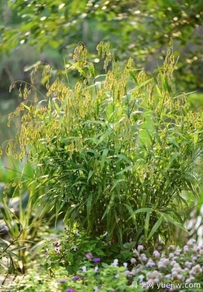 花有花鏡，草有草境！這么美的觀賞草你了解多少(圖25)