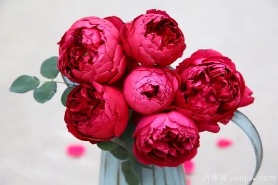 推薦適合陽(yáng)臺(tái)的11種月季，漂亮好養(yǎng)四季開(kāi)花(圖10)