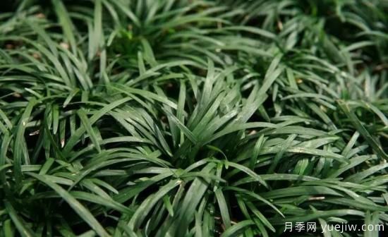 花有花鏡，草有草境！這么美的觀賞草你了解多少(圖30)