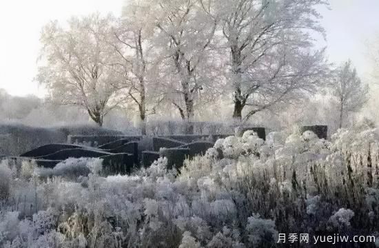花有花鏡，草有草境！這么美的觀賞草你了解多少(圖31)