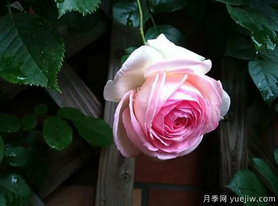 龍沙寶石，***受歡迎的粉色藤本月季，無法抗拒的魅力(圖4)