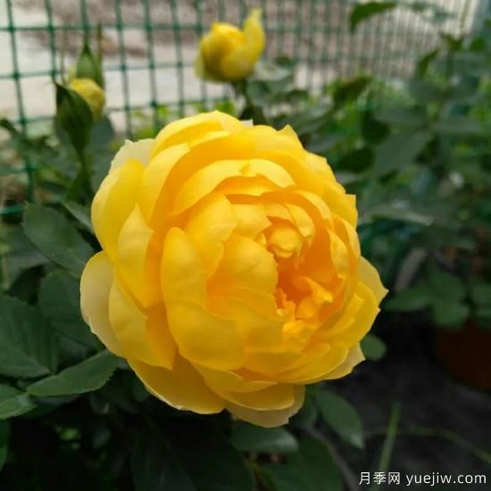 金絲雀，黃花月季中的王中王，美麗漂亮常年開花不停歇(圖3)