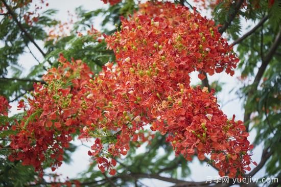 鳳凰木適合在哪種植，北方能種嗎？(圖1)
