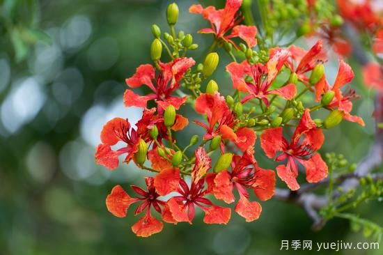 鳳凰木適合在哪種植，北方能種嗎？(圖2)