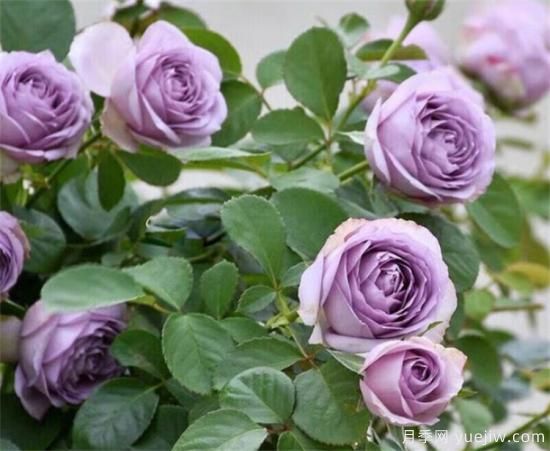 紫色月季花有哪些品種？分享30款紫色月季(圖2)