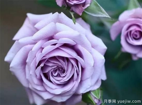 紫色月季花有哪些品種？分享30款紫色月季(圖1)