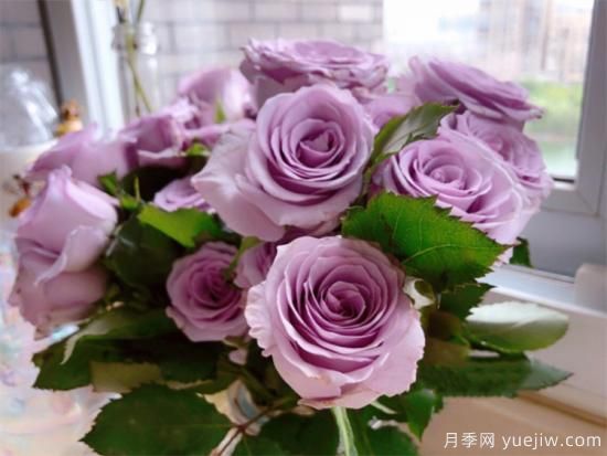 紫色月季花有哪些品種？分享30款紫色月季(圖4)