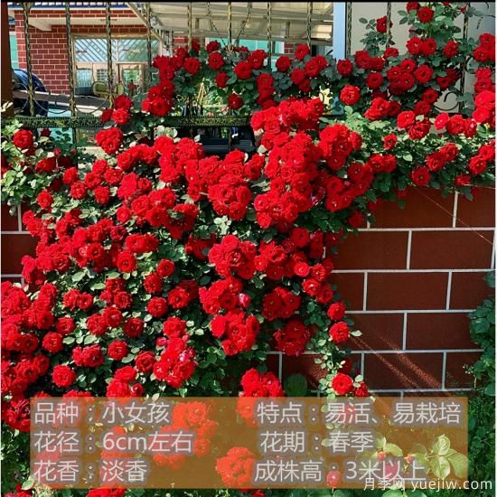 精挑推薦十個(gè)月季花品種，爭(zhēng)奇斗艷形態(tài)顏色各異(圖2)