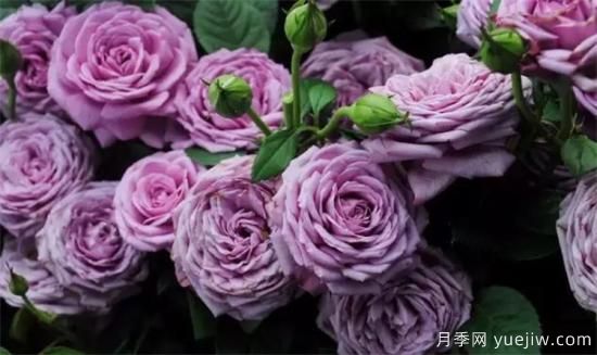 紫色月季花有哪些品種？分享30款紫色月季(圖5)