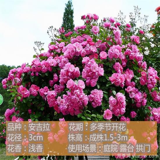 精挑推薦十個(gè)月季花品種，爭(zhēng)奇斗艷形態(tài)顏色各異(圖3)