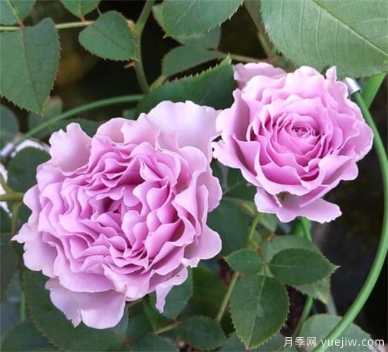 紫色月季花有哪些品種？分享30款紫色月季(圖6)