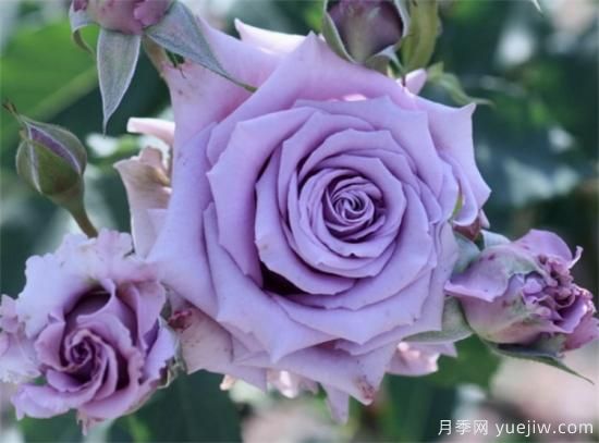 紫色月季花有哪些品種？分享30款紫色月季(圖9)