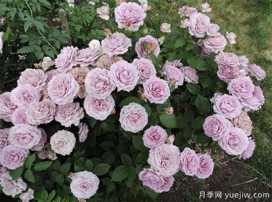 紫色月季花有哪些品種？分享30款紫色月季(圖7)